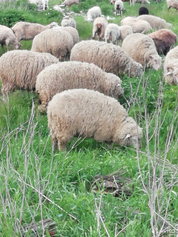 Овцы и бараны купить на Зозу.ру - фотография № 7