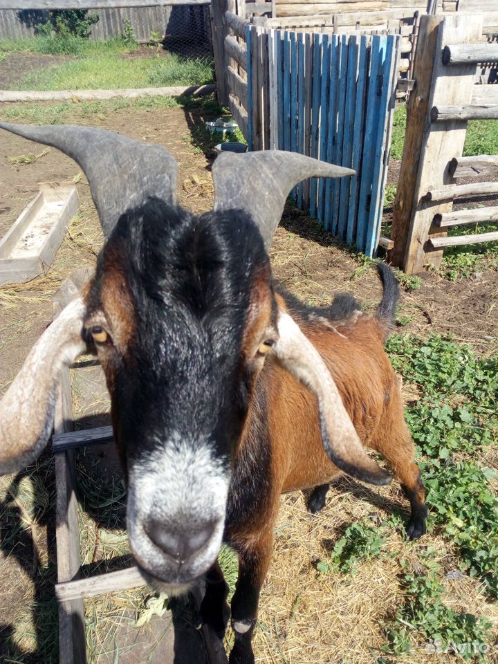 Два племенных козла молочной породы,и дойная коза купить на Зозу.ру - фотография № 2
