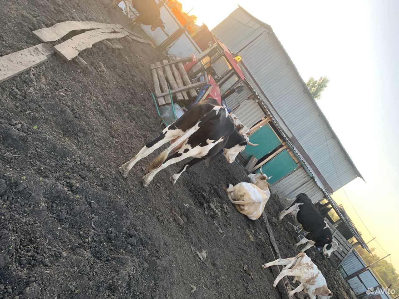 Молочные коровы купить на Зозу.ру - фотография № 4