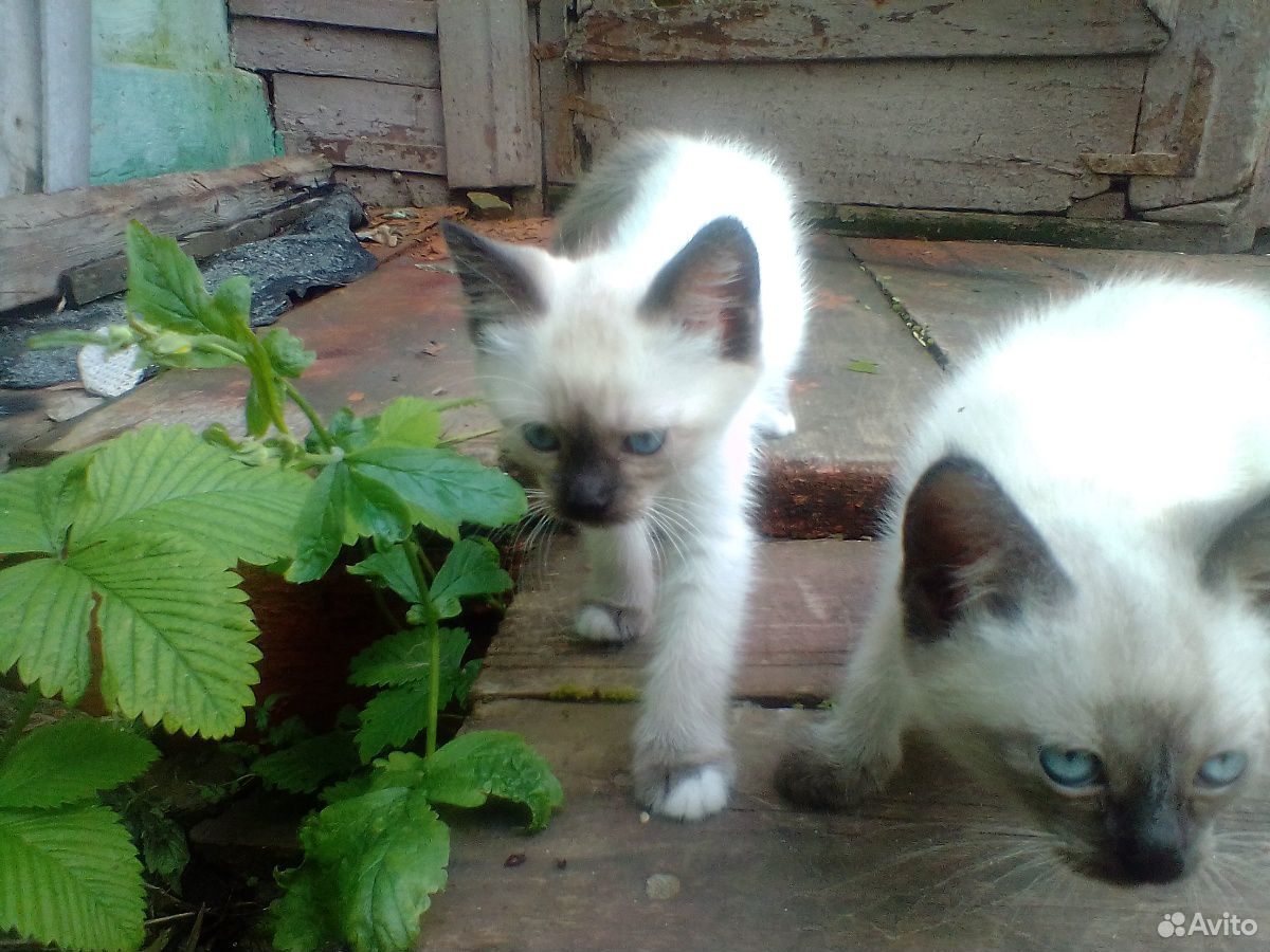 Котята милые пушистые купить на Зозу.ру - фотография № 2