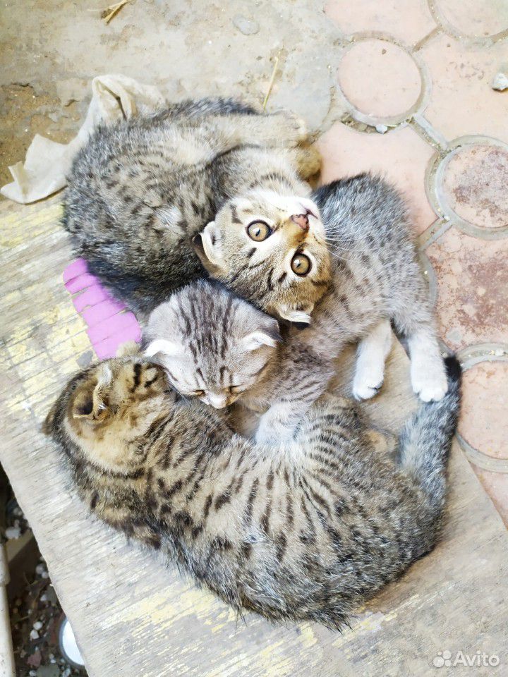 Смешные котята ищут дом купить на Зозу.ру - фотография № 1