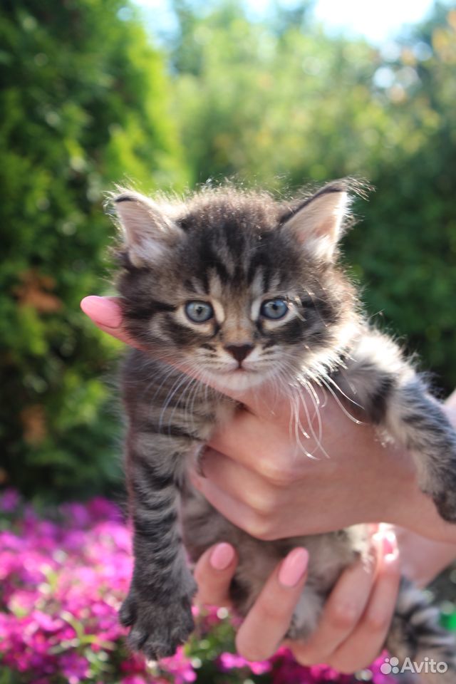 Милые пушистые котята купить на Зозу.ру - фотография № 1