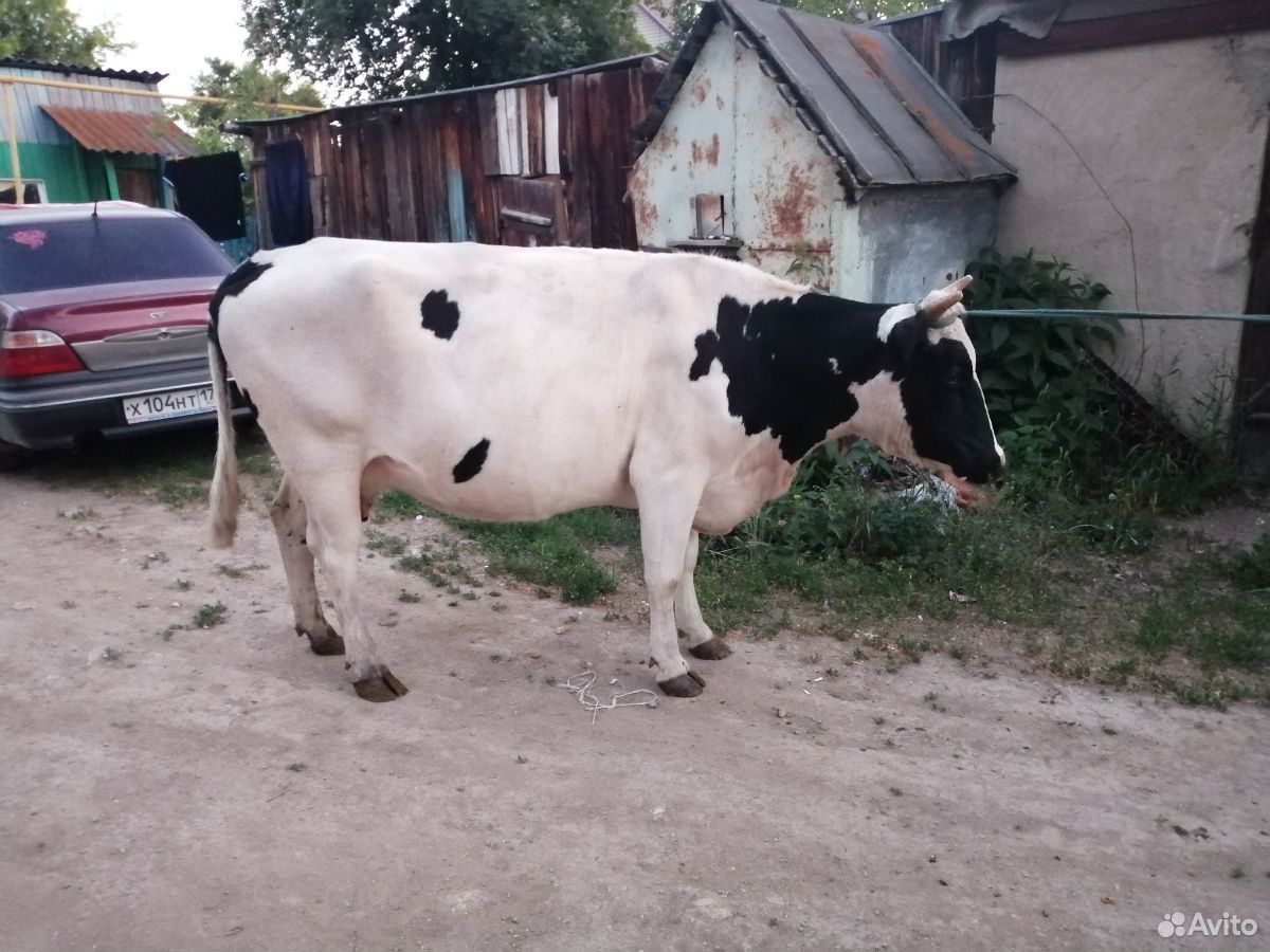 Быки коровы купить на Зозу.ру - фотография № 7