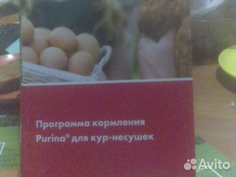 Цыплята бройлера купить на Зозу.ру - фотография № 3