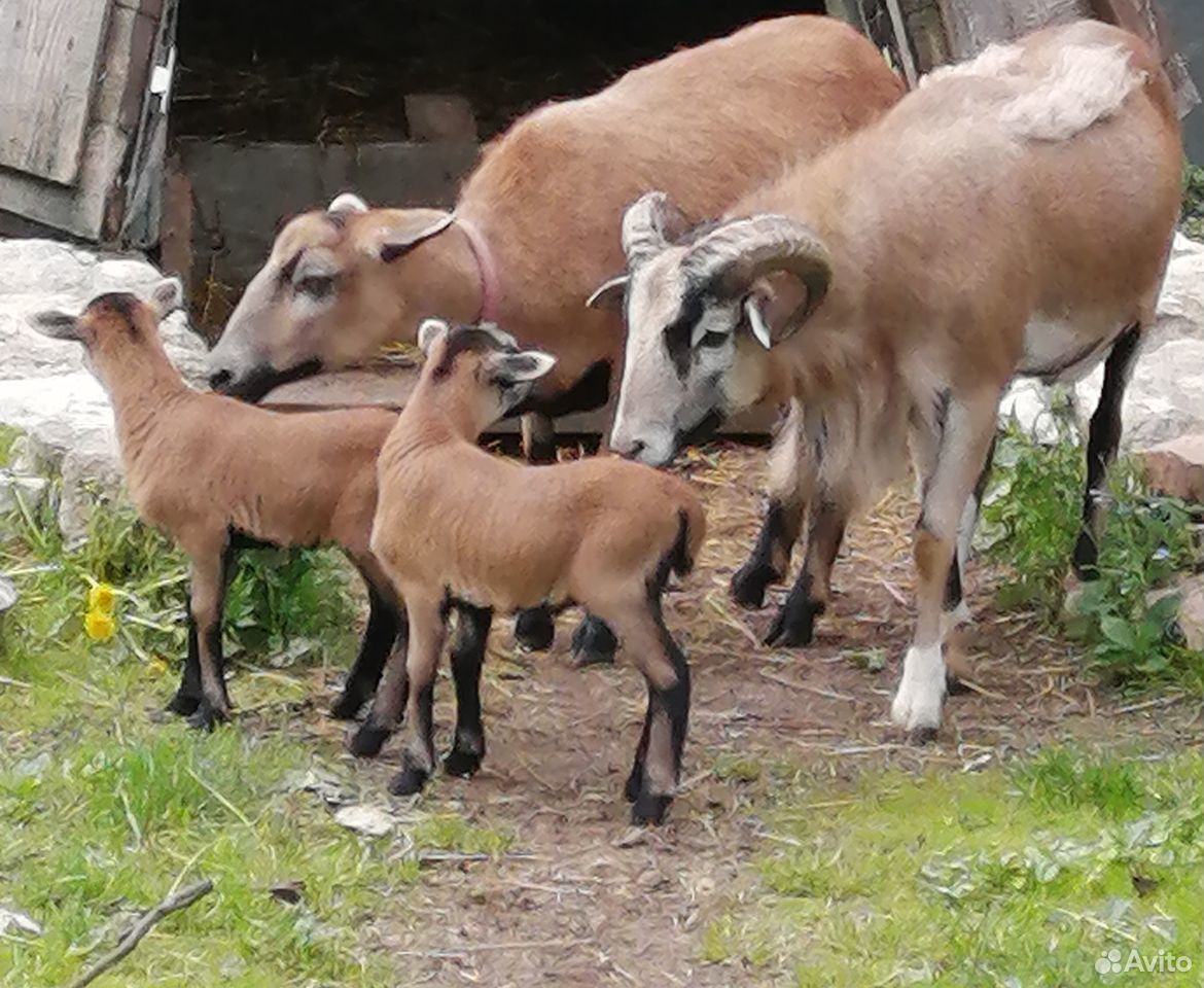 Камерунские овцы купить на Зозу.ру - фотография № 2