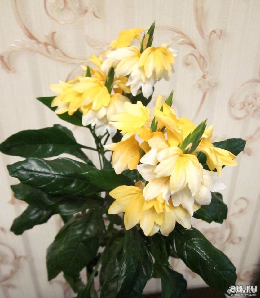 Редкий цветок "Уайтфельдия", бугенвиллии купить на Зозу.ру - фотография № 2