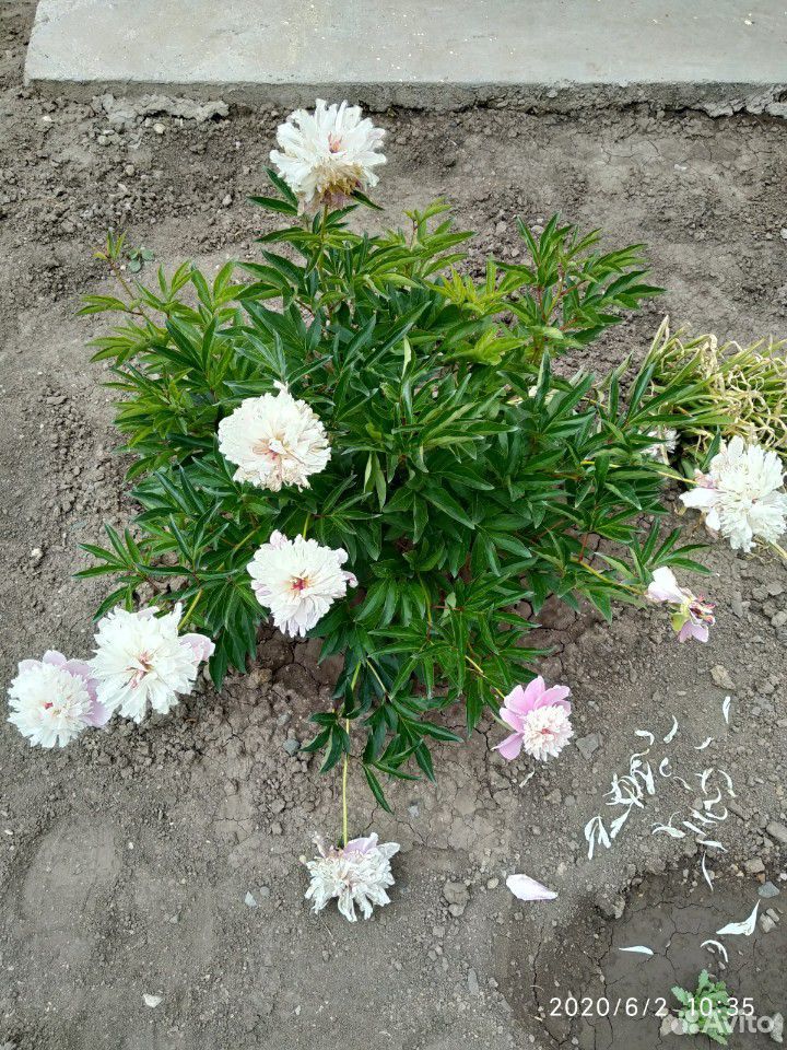 Пионы, лилии купить на Зозу.ру - фотография № 7