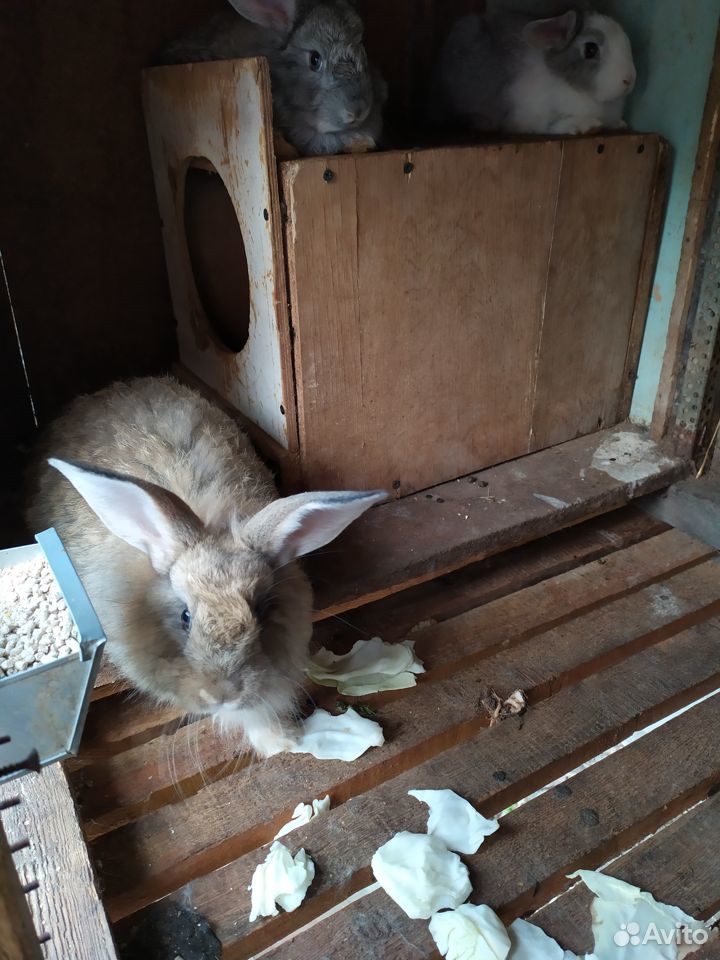 Продам кроликов породы бабочка-серый купить на Зозу.ру - фотография № 3