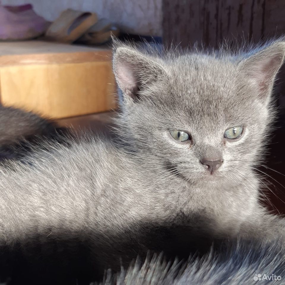 Продаются самые ласковые вислоухие котята купить на Зозу.ру - фотография № 3