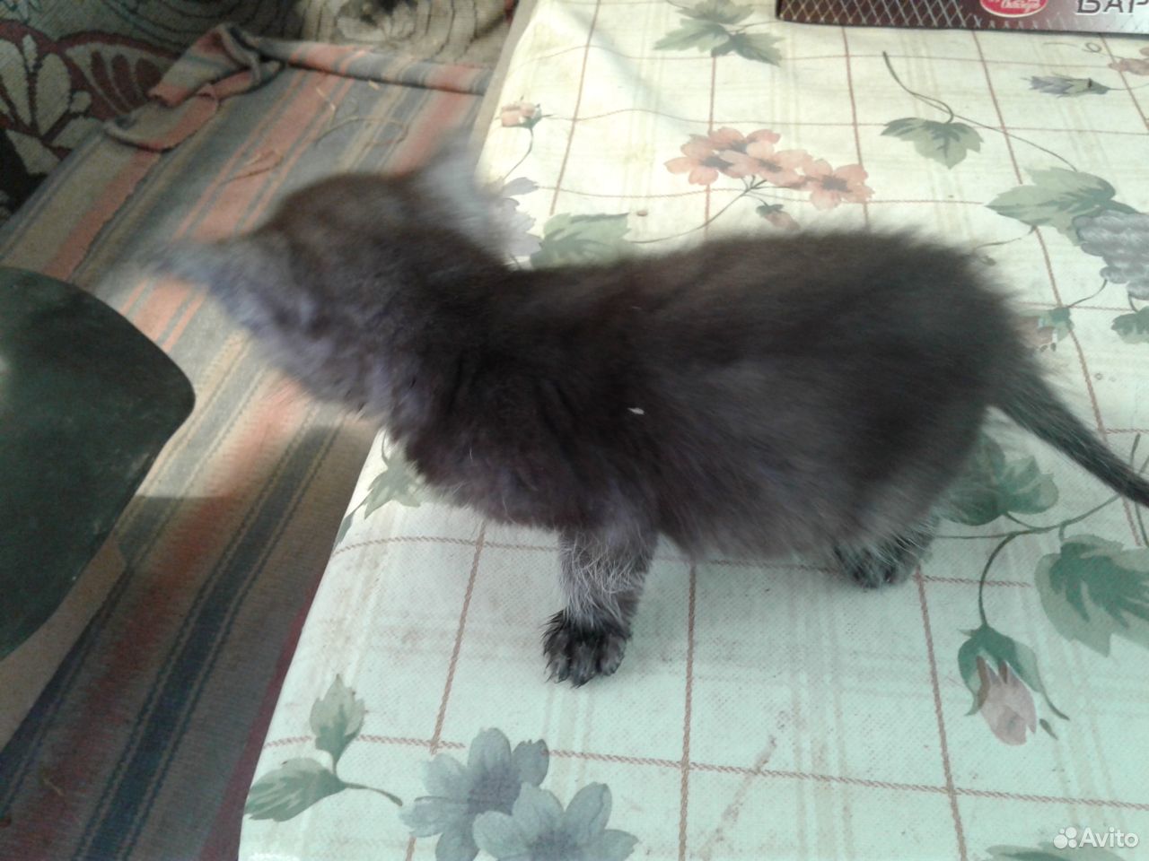 Котик тёмно-серый купить на Зозу.ру - фотография № 2