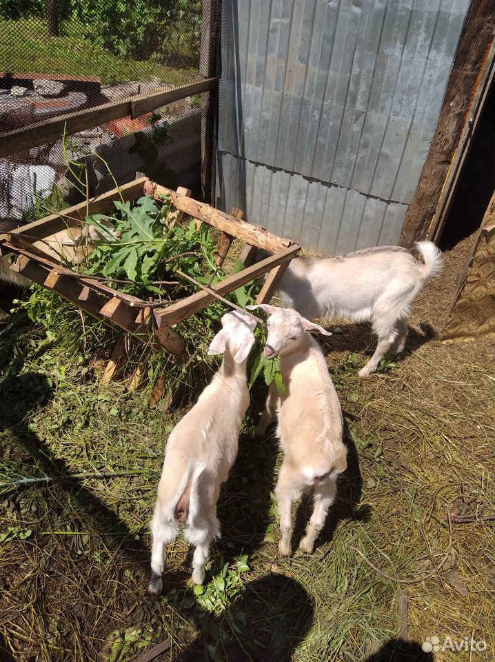 Выпоеные козлята 3,5 месяца мясная порода купить на Зозу.ру - фотография № 1