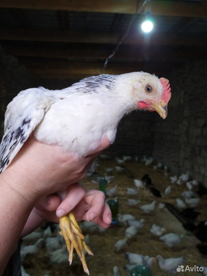 Продаются цыплята купить на Зозу.ру - фотография № 1