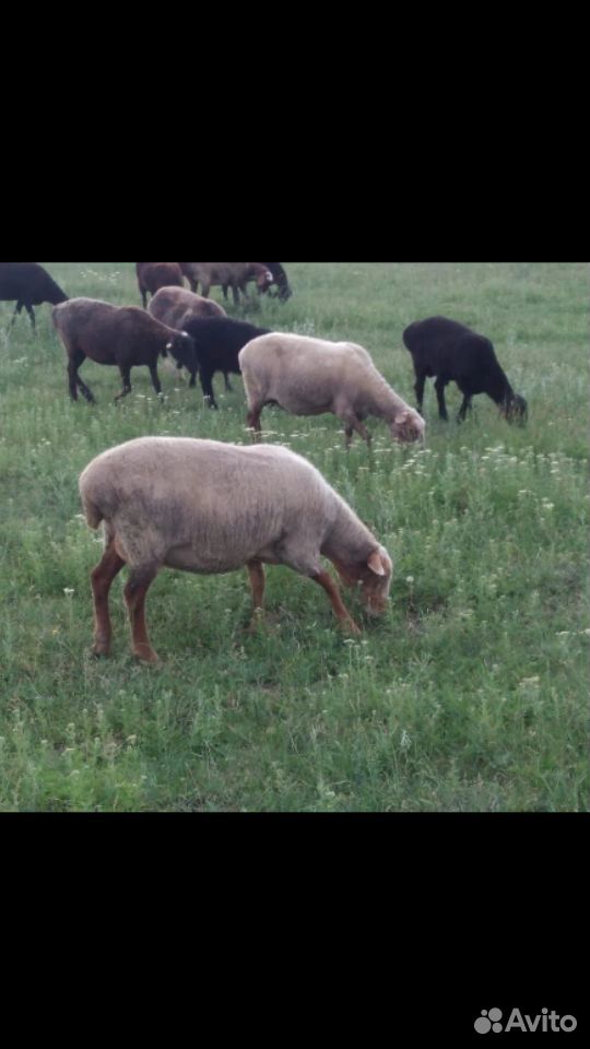 Овцы, жаубаур, домашние колбоса, жарума купить на Зозу.ру - фотография № 1