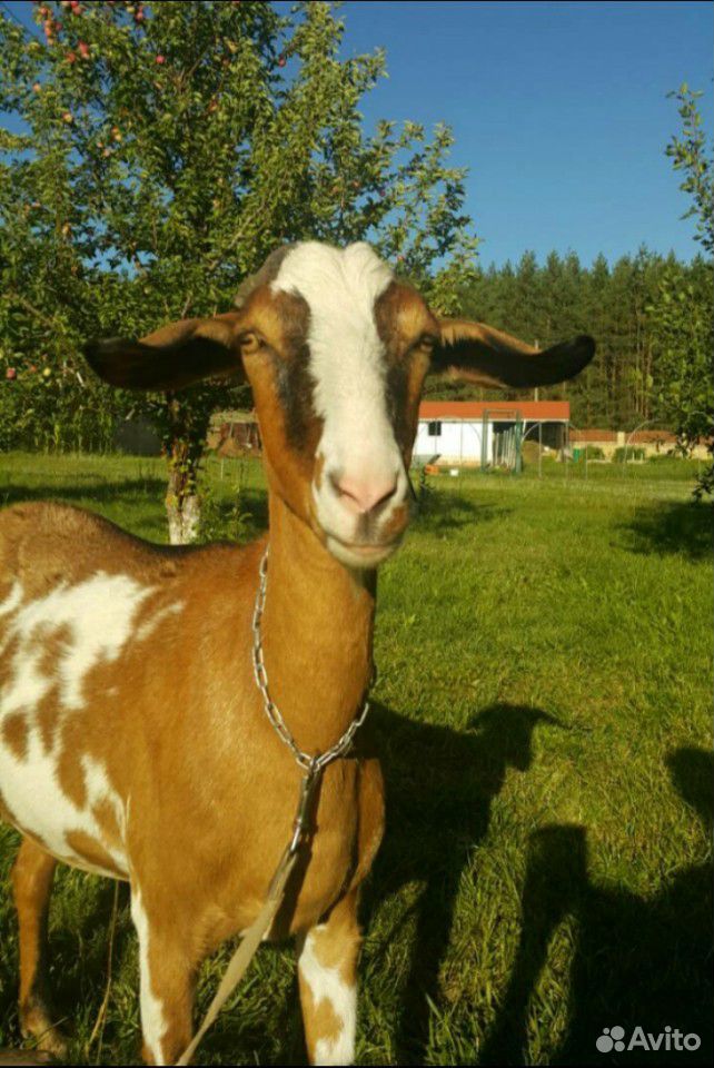 Нубийский козёл купить на Зозу.ру - фотография № 6