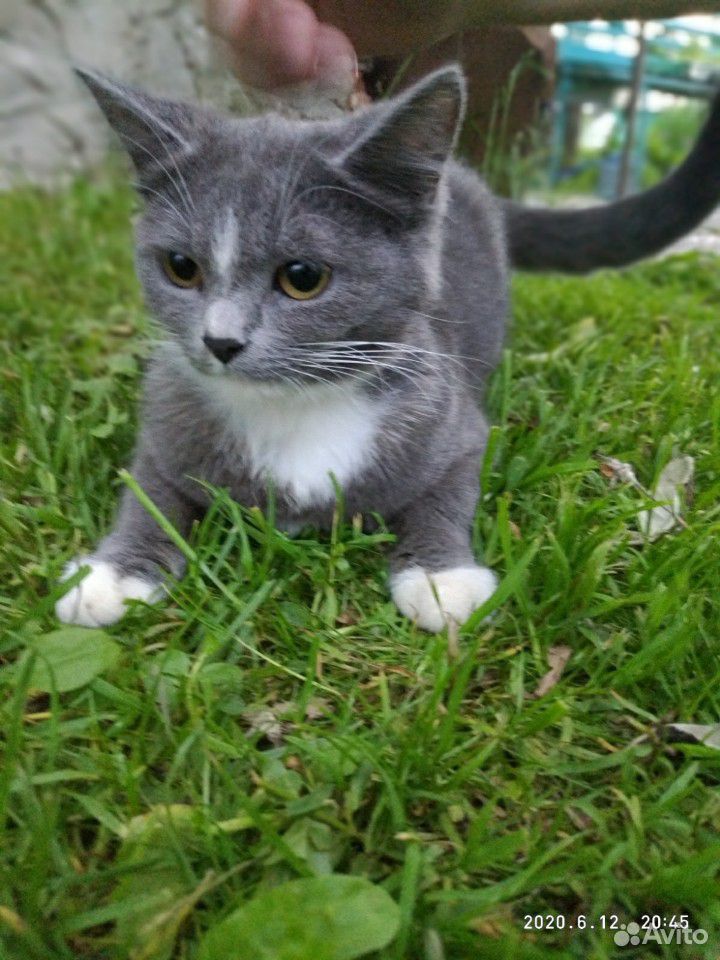 Котёнок британка купить на Зозу.ру - фотография № 3