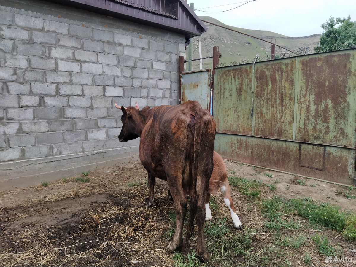 Корова с теленком купить на Зозу.ру - фотография № 3