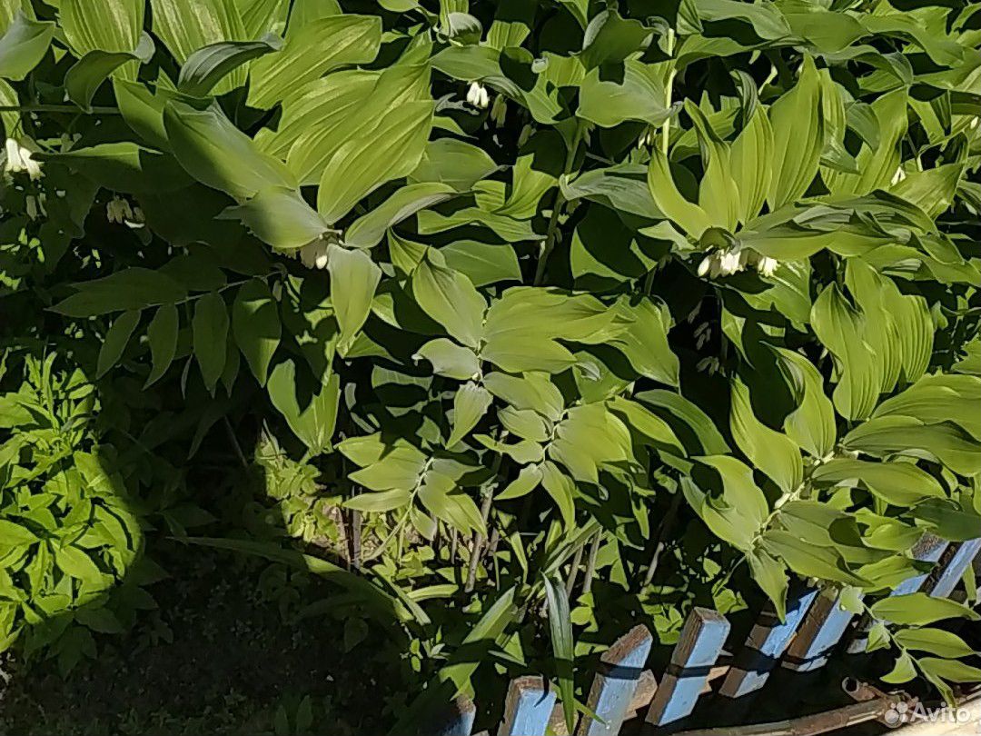 Сено, листья ивовые корм купить на Зозу.ру - фотография № 1