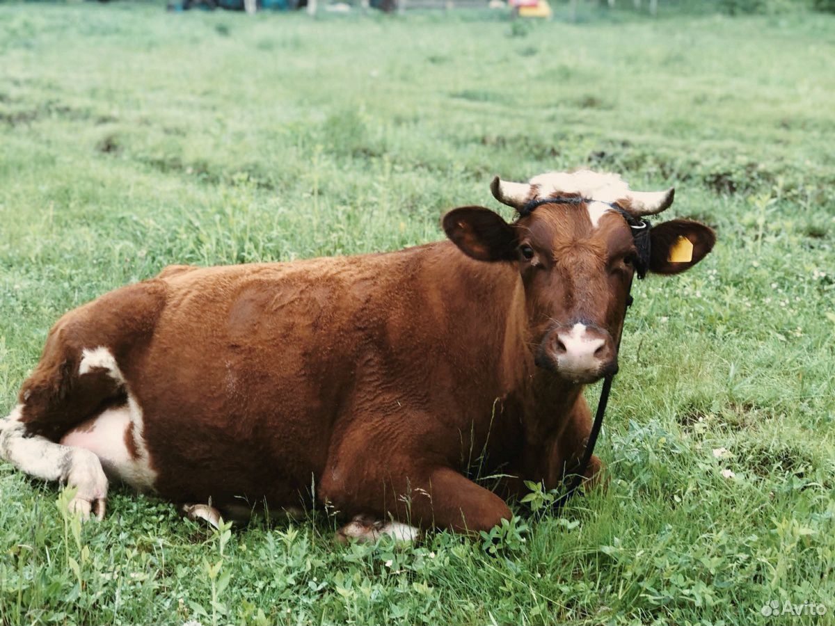 Молочная корова купить на Зозу.ру - фотография № 1