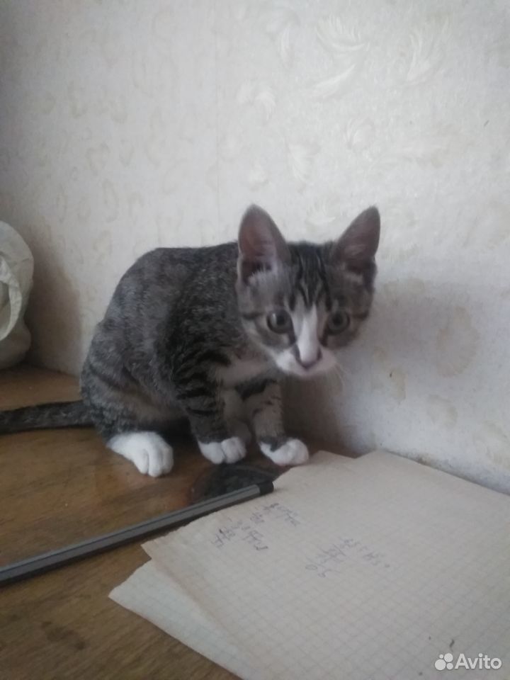 Кошечка 3,5 месяца купить на Зозу.ру - фотография № 1