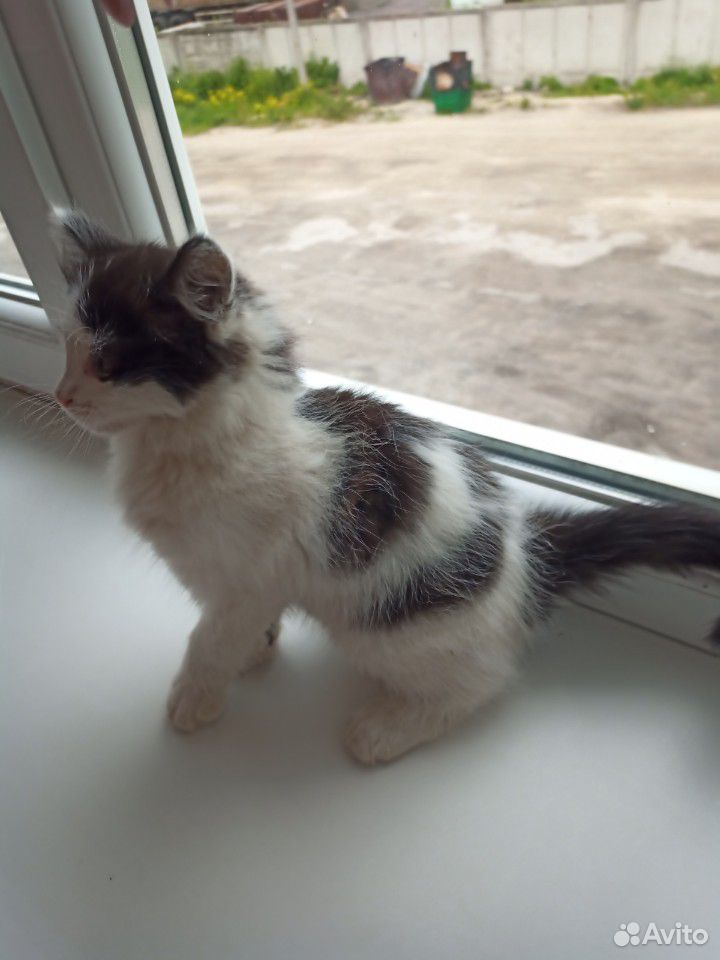 Отдадим пушистого бело-чёрного котёнка в хорошие р купить на Зозу.ру - фотография № 4