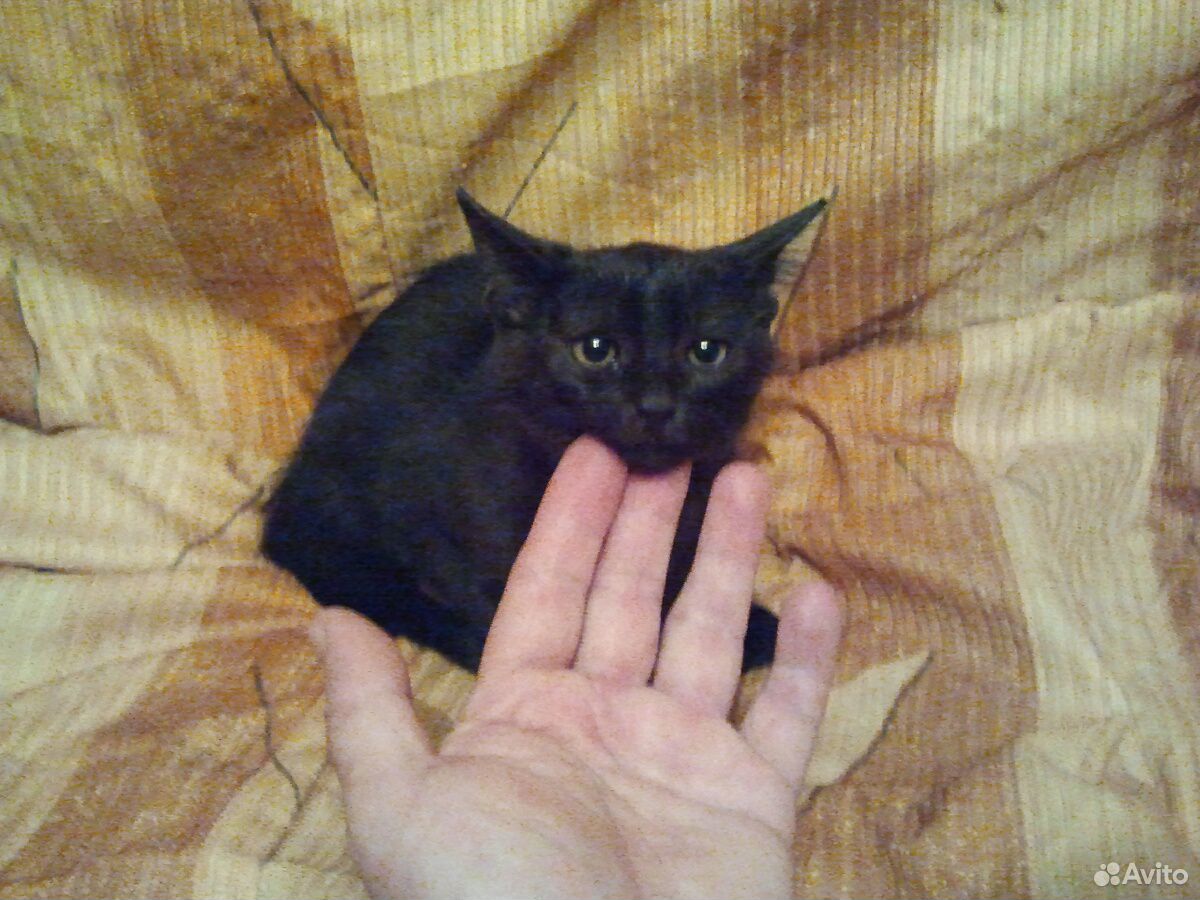 Котик самец в добрые руки купить на Зозу.ру - фотография № 6