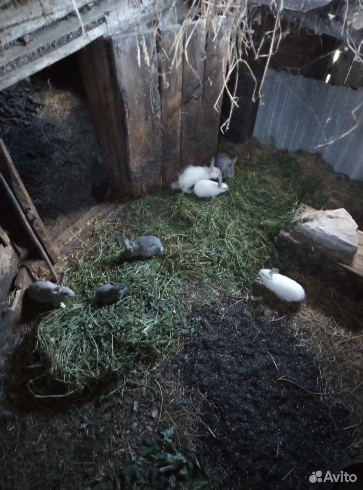 Кролики 3,5х месячные купить на Зозу.ру - фотография № 6