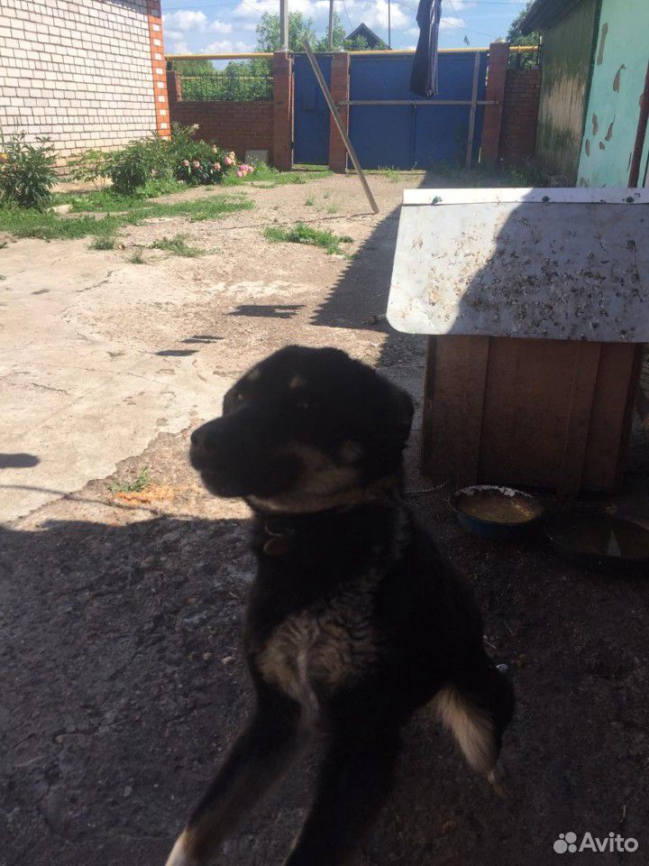 Собака девочка, около года купить на Зозу.ру - фотография № 4