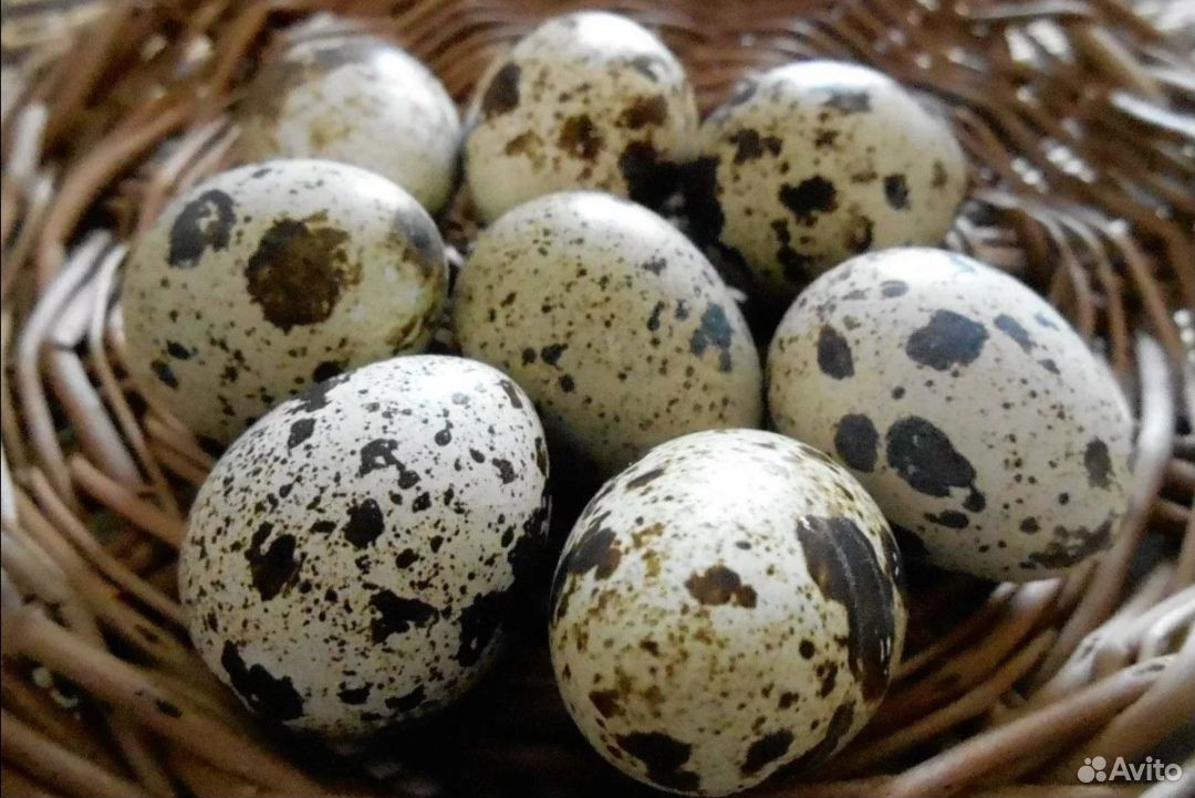 Яйца перепелиные Техас купить на Зозу.ру - фотография № 1