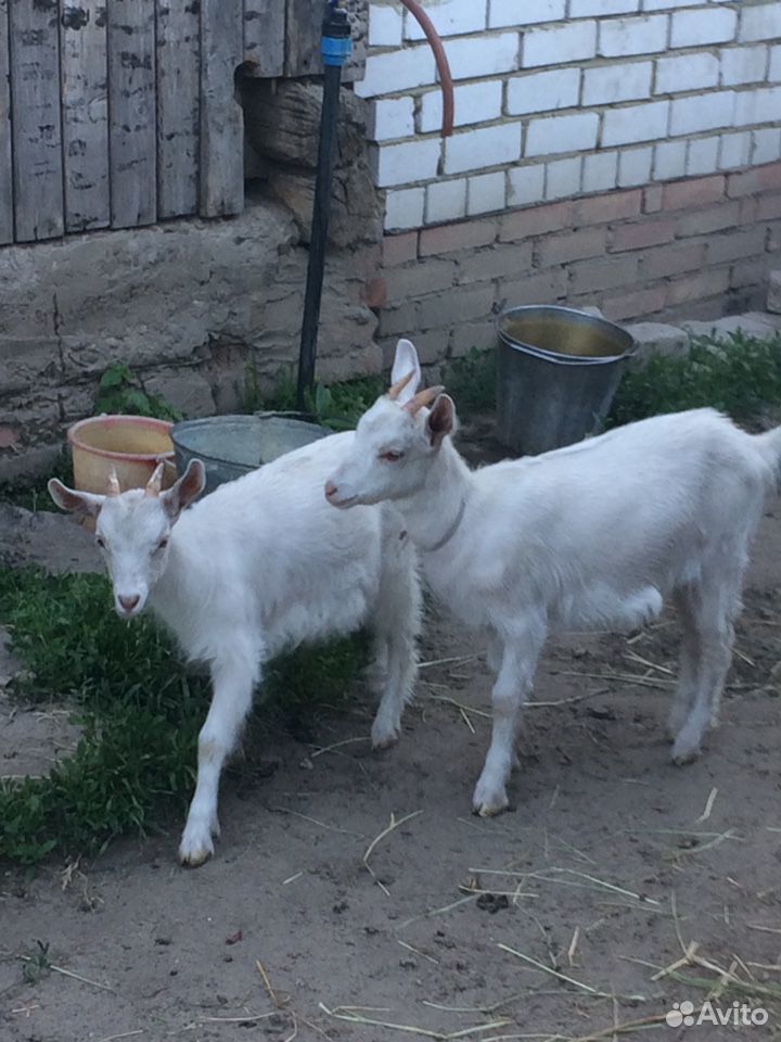 Козлята молочных коз купить на Зозу.ру - фотография № 3