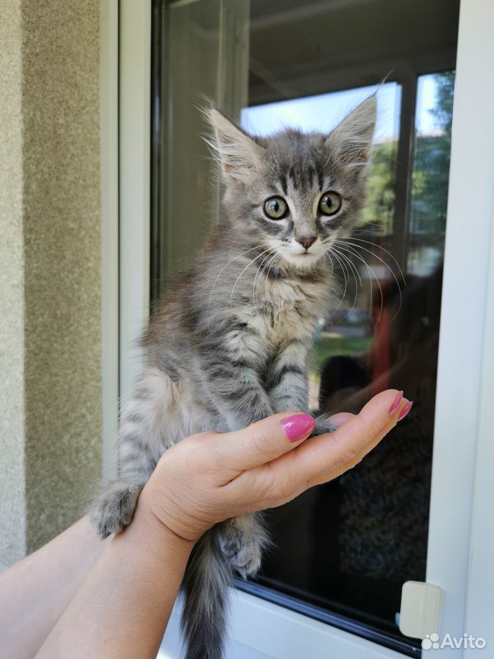 Отдам в добрые руки котёнка 2 месяца купить на Зозу.ру - фотография № 3