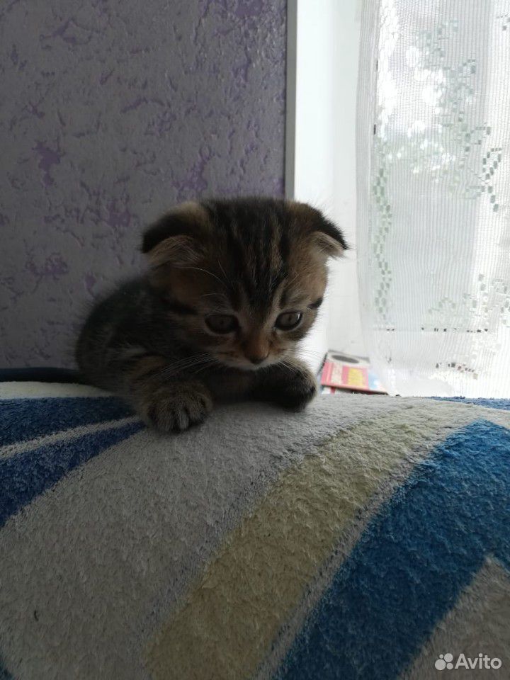 Котенок скоттиш фолд купить на Зозу.ру - фотография № 3