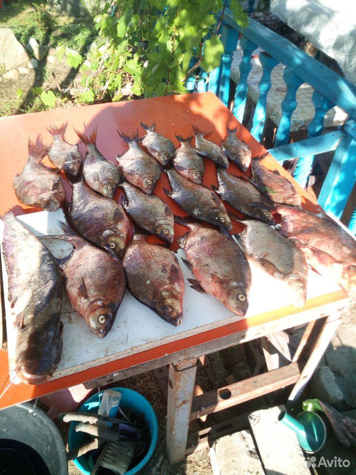 Рыба купить на Зозу.ру - фотография № 3