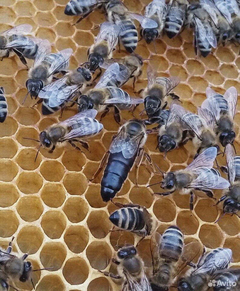 Фото маток пчел по породам