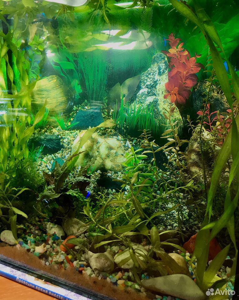 Готовый аквариум на 13 литров купить на Зозу.ру - фотография № 5