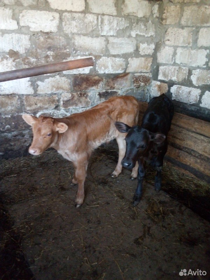 Коровы,бык,телята купить на Зозу.ру - фотография № 2