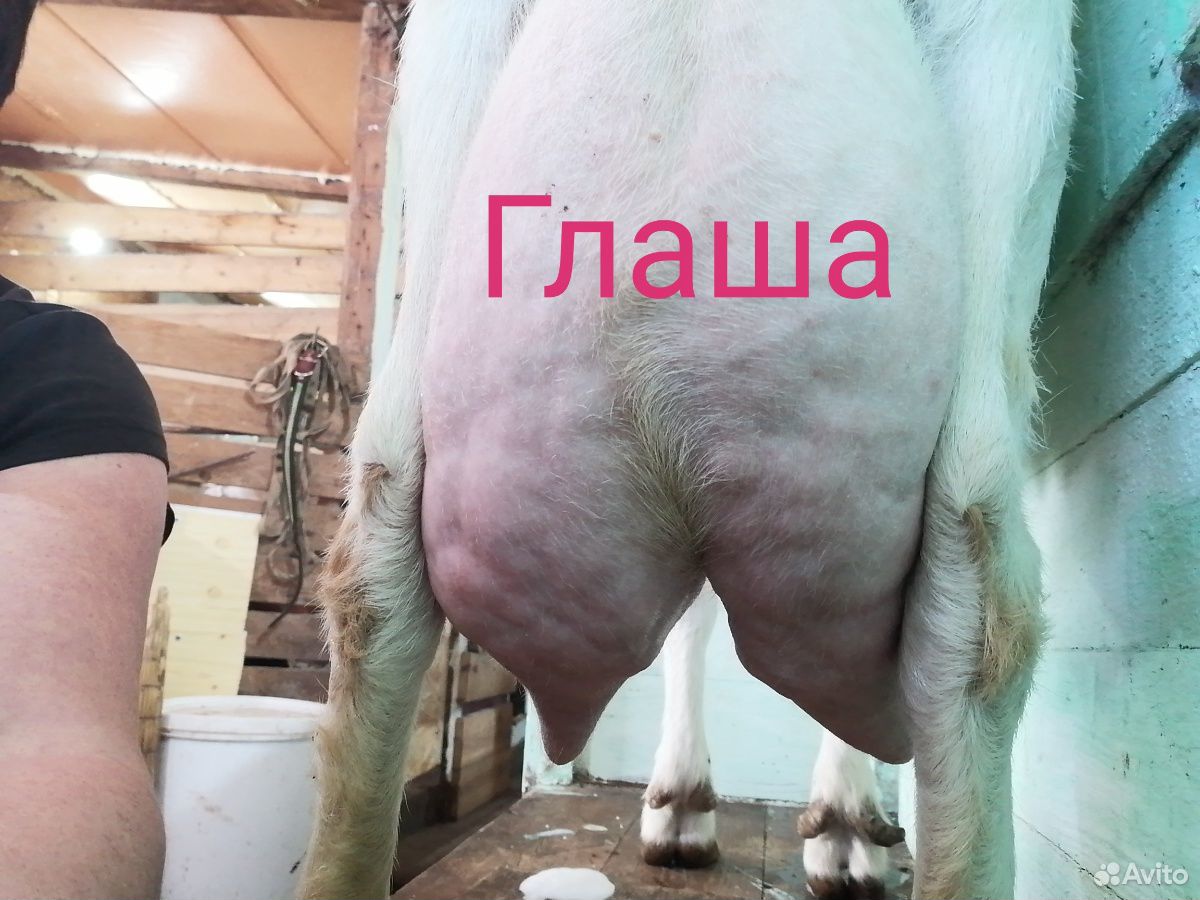 Дойные козы, высокоудойные купить на Зозу.ру - фотография № 6
