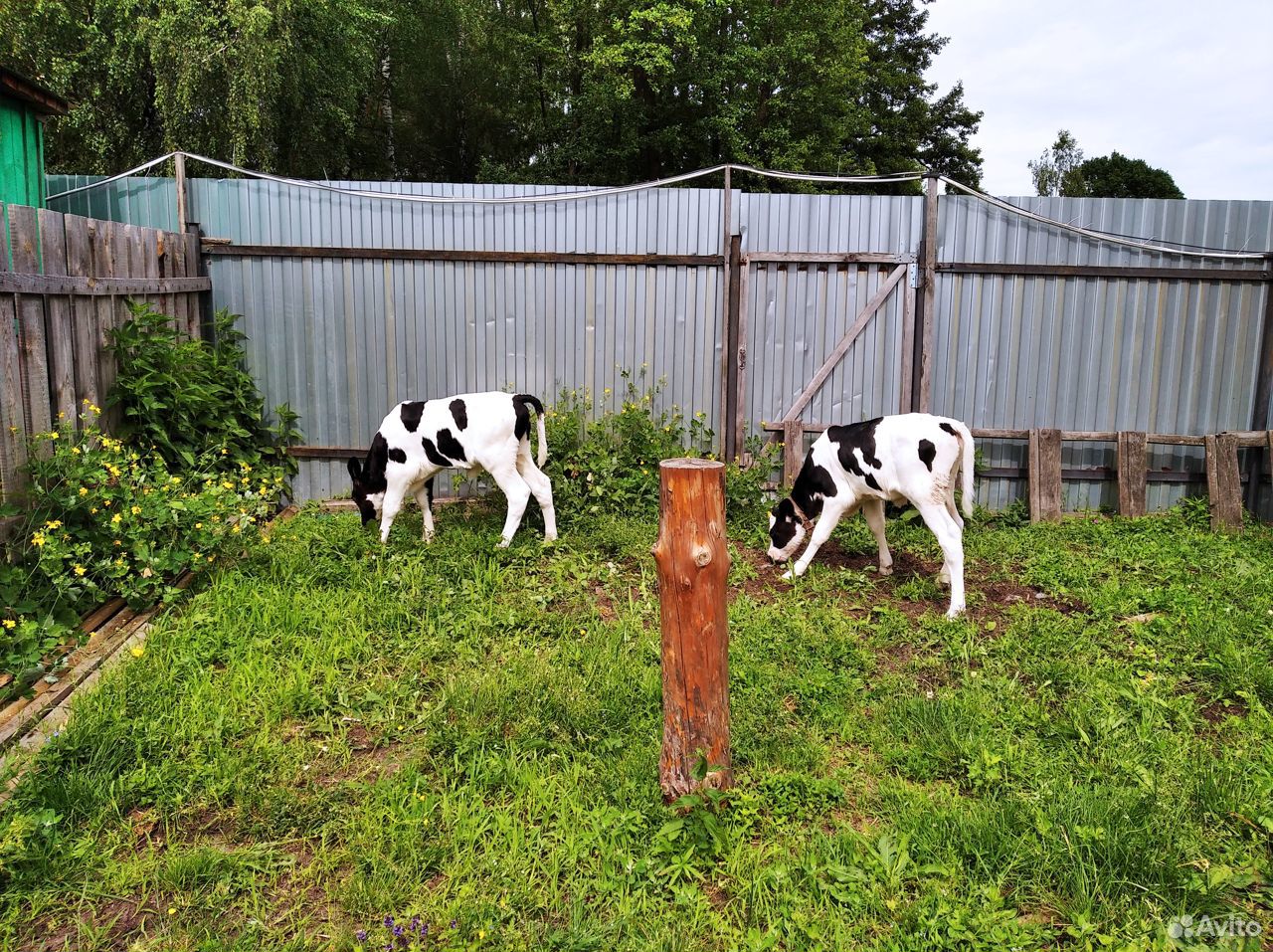 Телята на корову купить на Зозу.ру - фотография № 9