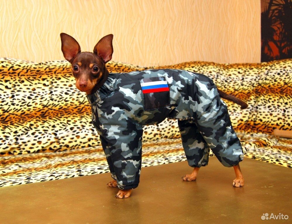 Одежда для собак на заказ купить на Зозу.ру - фотография № 3