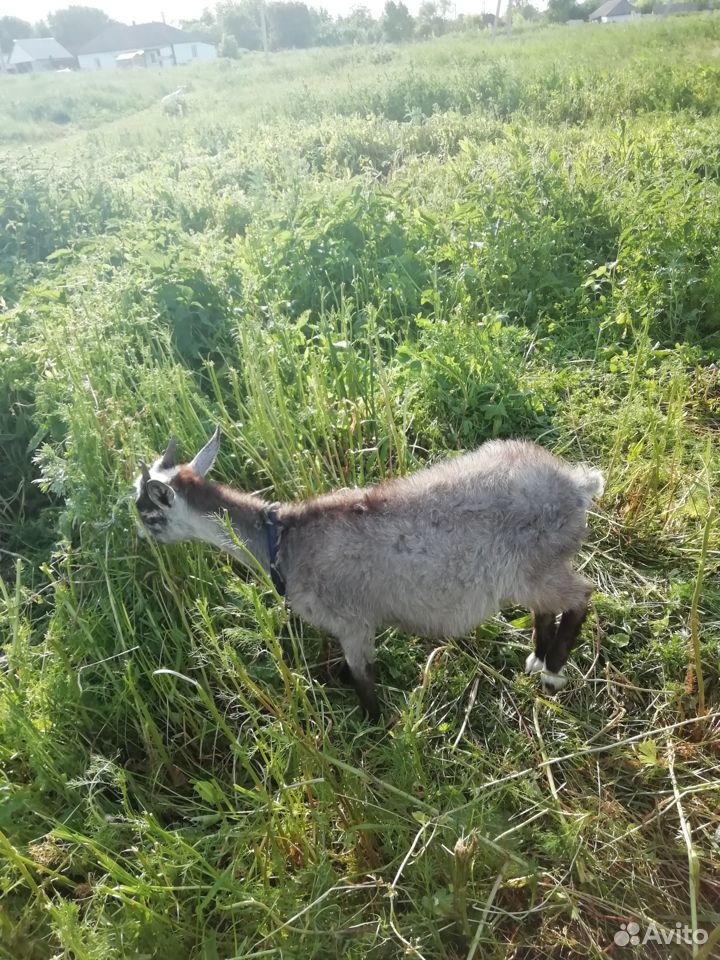 Продаётся коза и козлята купить на Зозу.ру - фотография № 9