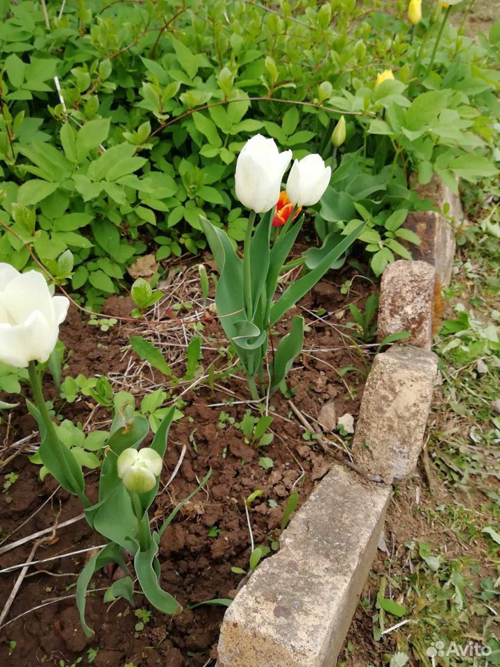 Сортовые многолетние тюльпаны купить на Зозу.ру - фотография № 1