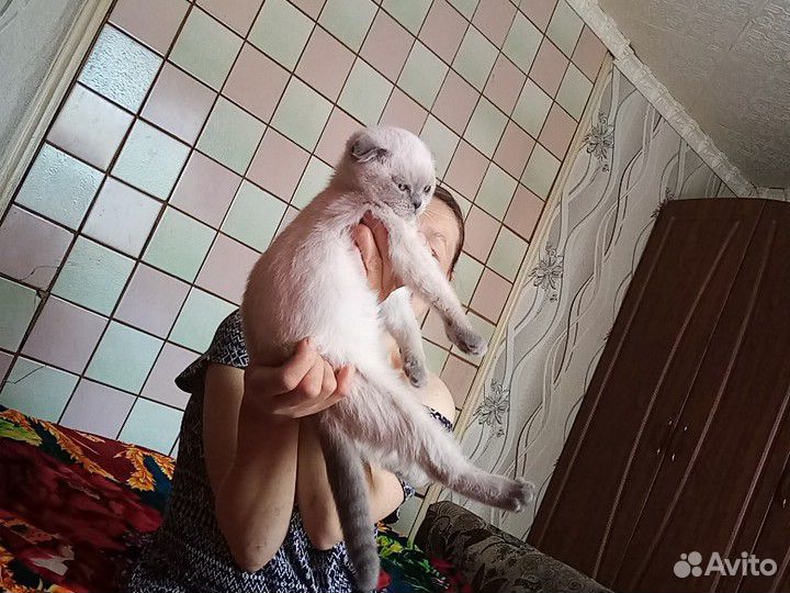 Котенок бретанка купить на Зозу.ру - фотография № 1