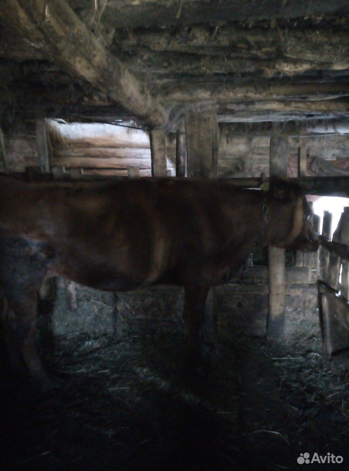 Тёлка и бык купить на Зозу.ру - фотография № 2