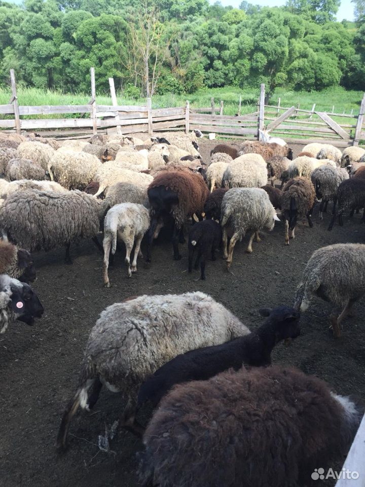 Бараны, овцы, ягнята купить на Зозу.ру - фотография № 4