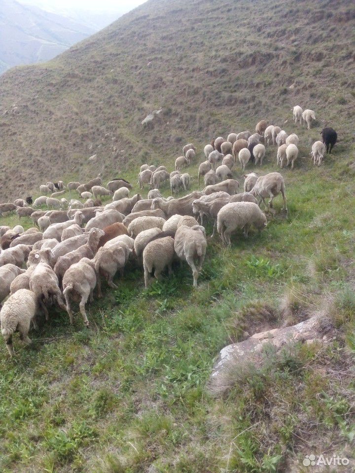 Овцы качкари ярки акот февраль март купить на Зозу.ру - фотография № 6