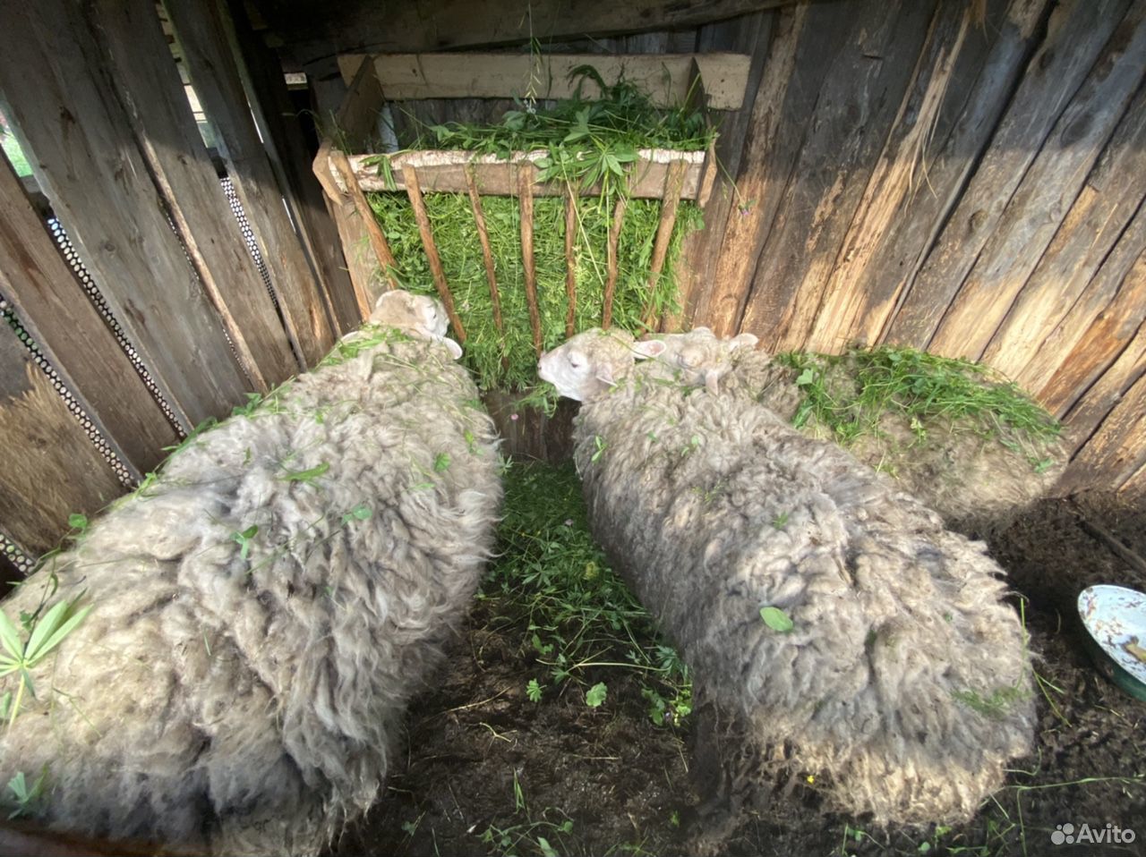 Овцы породы Тексель купить на Зозу.ру - фотография № 3