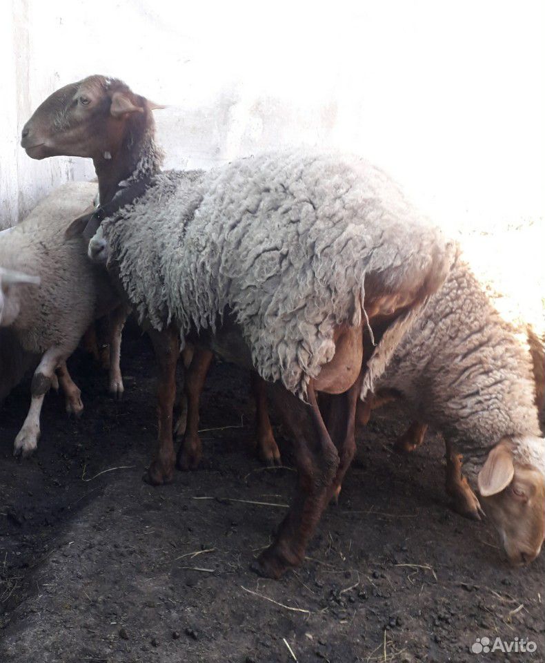 Баран,ярки,овцы купить на Зозу.ру - фотография № 6