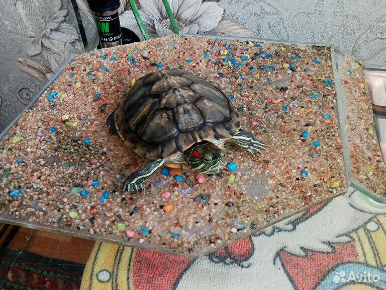 Черепаха с аквариумом, фильтром и обогревателем купить на Зозу.ру - фотография № 2