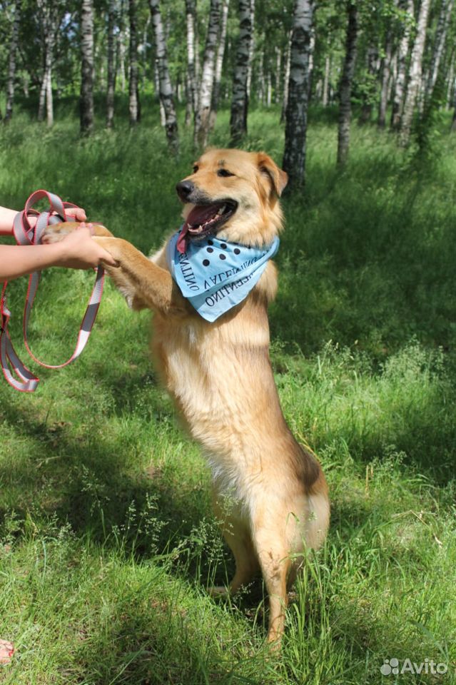 Собака Лиза в добрые руки купить на Зозу.ру - фотография № 7