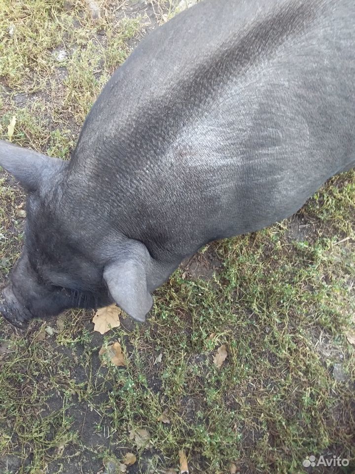Продам вьетнамскую свинку, опорос в конце июля купить на Зозу.ру - фотография № 1