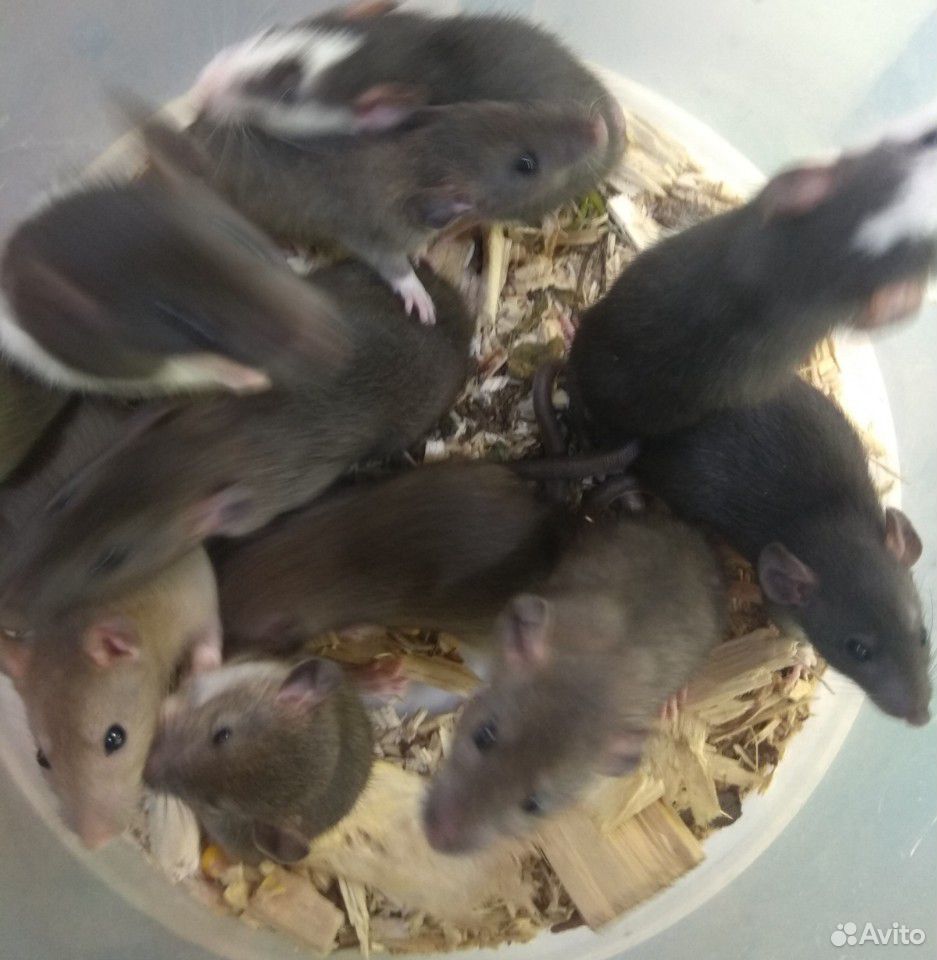 Крысята домашние,декоративные, здоровые купить на Зозу.ру - фотография № 4